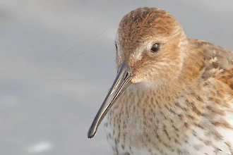 Alpenstrandläufer (Calidris alpina)