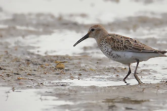 Alpenstrandläufer (Calidris alpina)