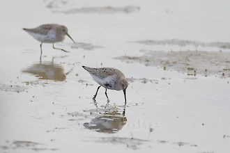 Alpenstrandläufer (Calidris alpina)