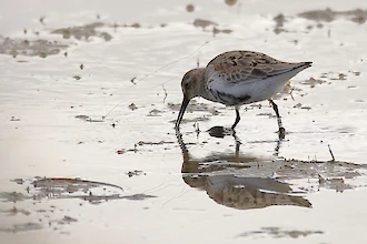 Alpenstrandläufer (Calidris alpina)