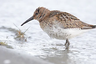 Alpenstrandläufer (Calidris alpina)