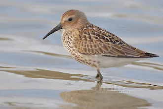 Alpenstrandläufer (Calidris alpina)