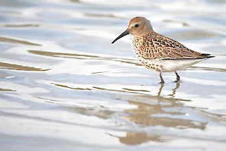 Alpenstrandläufer (Calidris alpina)