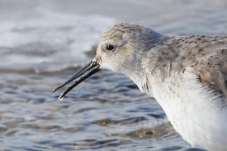 Alpenstrandläufer (Calidris alpina)