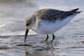 Alpenstrandläufer (Calidris alpina)