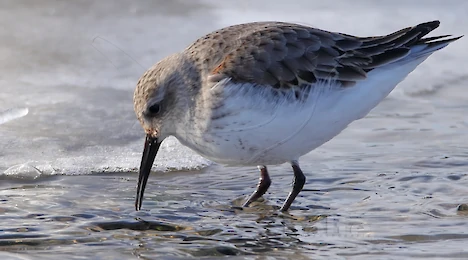 Waders