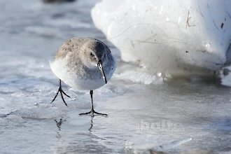 Alpenstrandläufer (Calidris alpina)