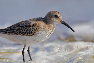 Alpenstrandläufer (Calidris alpina)