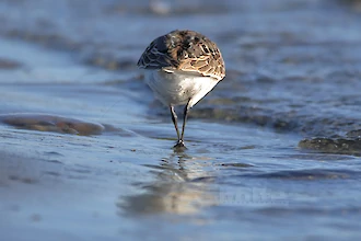 Alpenstrandl&auml;ufer (Calidris alpina)