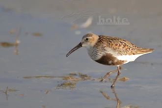 Alpenstrandläufer (Calidris alpina)