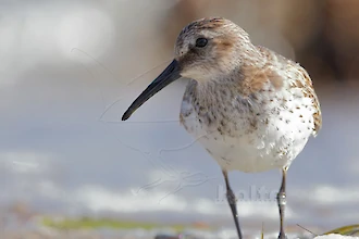 Alpenstrandläufer (Calidris alpina)