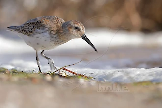 Alpenstrandläufer (Calidris alpina)