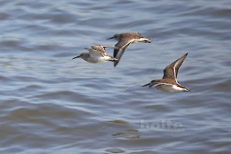 Alpenstrandläufer (Calidris alpina)