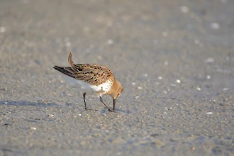 Alpenstrandläufer (Calidris alpina)