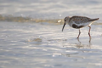 Alpenstrandläufer (Calidris alpina)