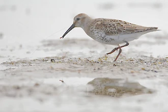 Alpenstrandläufer (Calidris alpina)