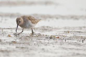Alpenstrandläufer (Calidris alpina)