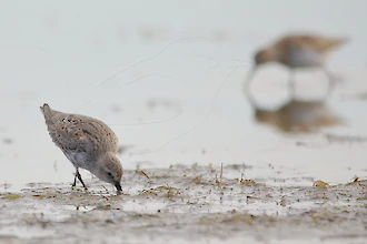 Alpenstrandläufer (Calidris alpina)
