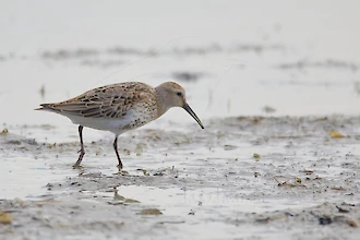 Alpenstrandläufer (Calidris alpina)