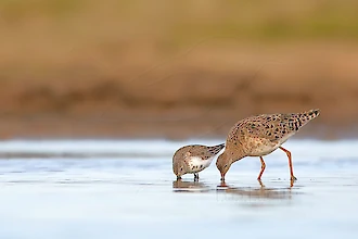 Alpenstrandlaeufer (Calidris alpina) und Kampflaeufer (Philomachus pugnax)