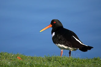 Austernfischer (Haematopus ostralegus)