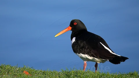 Austernfischer (Haematopus ostralegus)