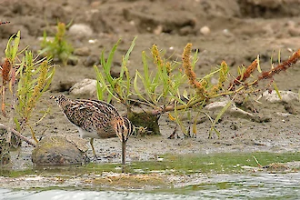 Bekassine (Gallinago gallinago)