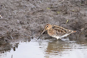Bekassine (Gallinago gallinago)