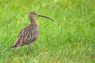 Brachvogel (Numenius arquata)