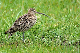 Brachvogel (Numenius arquata)