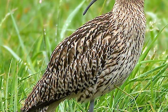 Brachvogel (Numenius arquata)