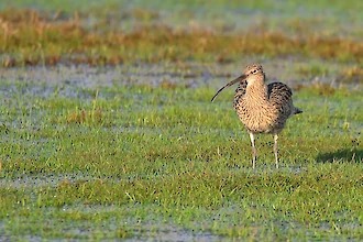 Brachvogel (Numenius arquata)