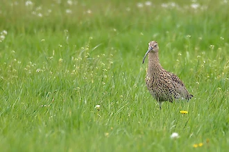 Brachvogel (Numenius arquata)