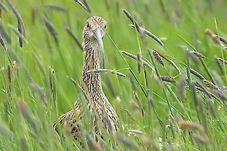 Brachvogel (Numenius arquata)