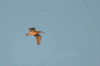 Brachvogel (Numenius arquata)