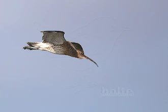 Brachvogel (Numenius arquata)