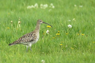 Brachvogel (Numenius arquata)