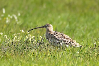 Brachvogel (Numenius arquata)