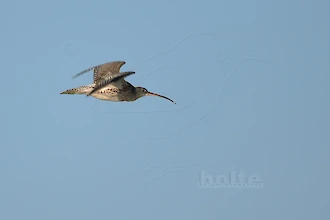 Brachvogel (Numenius arquata)