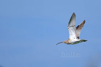 Brachvogel (Numenius arquata)