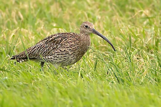 Brachvogel (Numenius arquata)