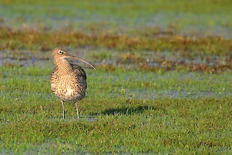 Brachvogel (Numenius arquata)