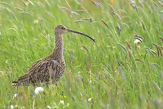 Brachvogel (Numenius arquata)