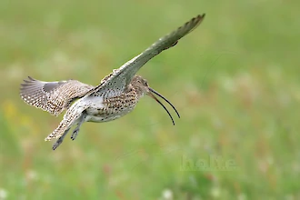 Brachvogel (Numenius arquata)