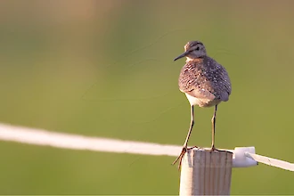 Bruchwasserläufer (Tringa glareola)
