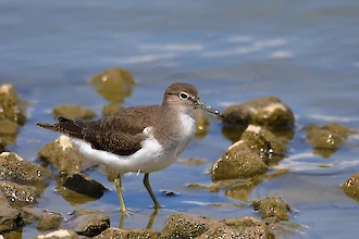 Flussuferlaeufer (Actitis hypoleucos)