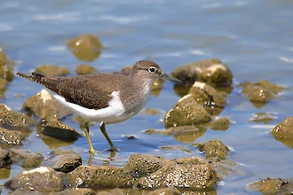 Flussuferlaeufer (Actitis hypoleucos)