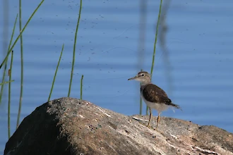 Flussuferläufer (Actitis hypoleucos)