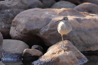 Flussuferläufer (Actitis hypoleucos)