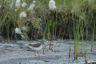 Flussuferläufer (Actitis hypoleucos)